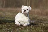 BOULEDOGUE AMERICAIN 009